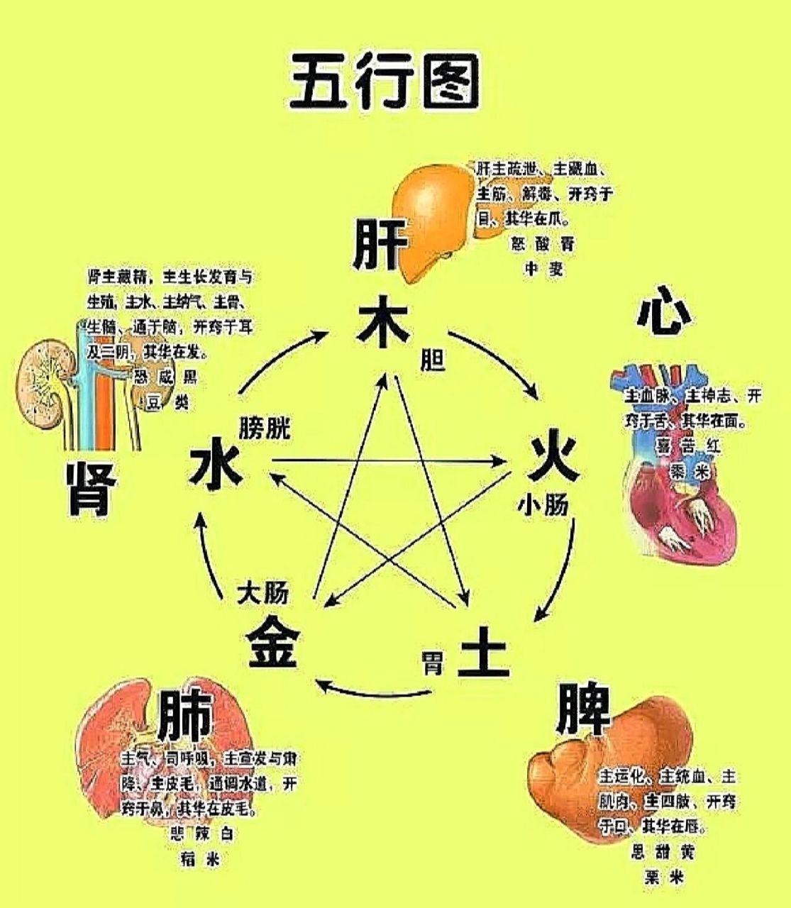 科普展现:五行对应五脏（五行对照的五脏）
