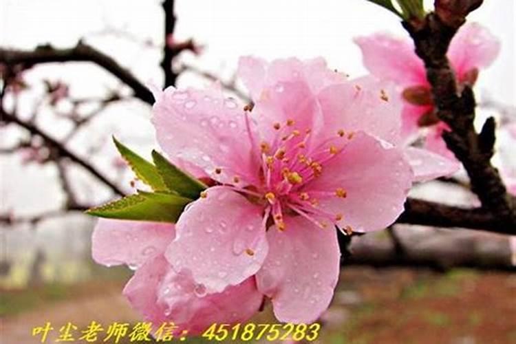 桃花运什么意思