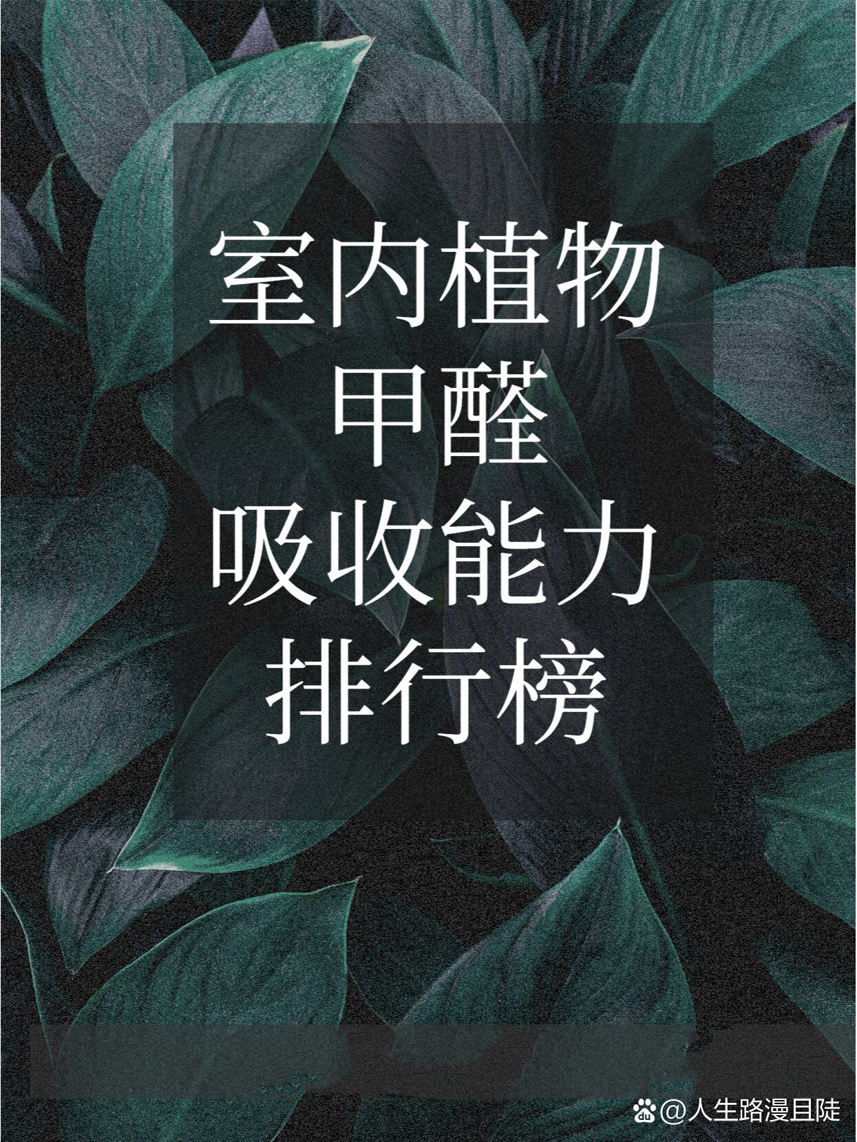 吸甲醛排名