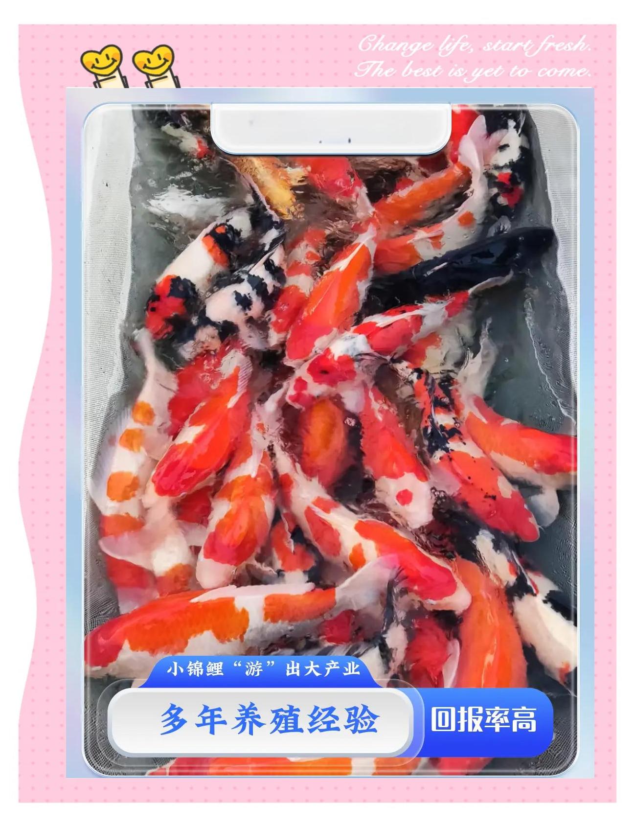 锦鲤鱼该如何养