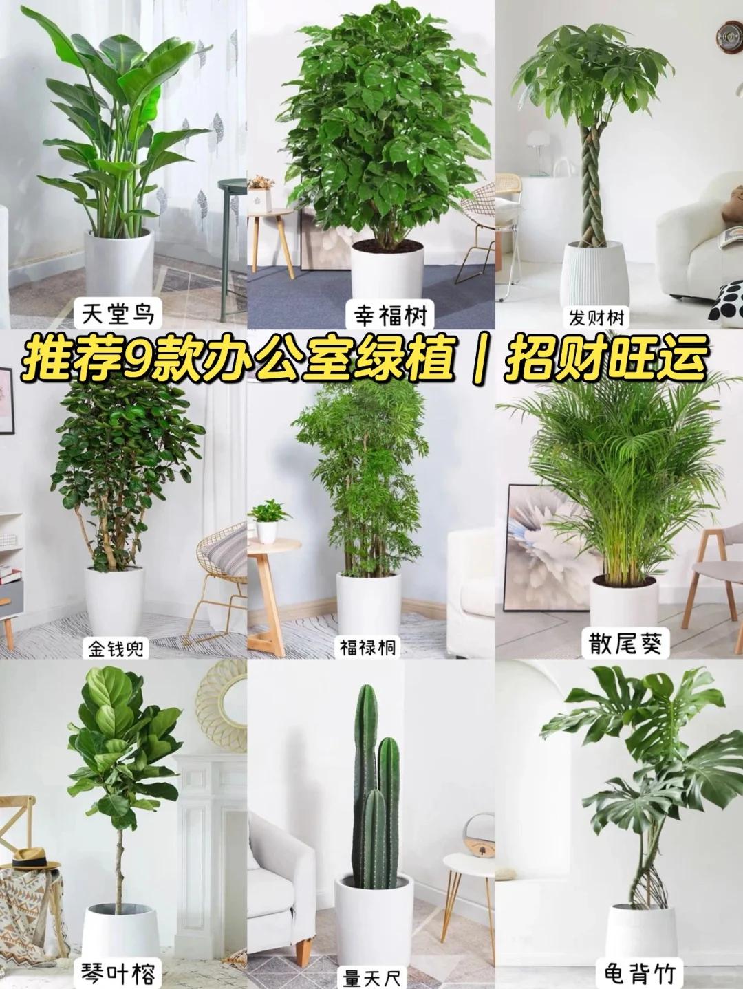 公司植物摆放风水