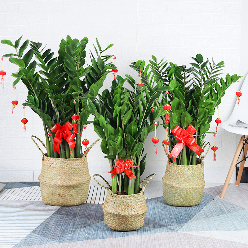 阳台招财植物大全