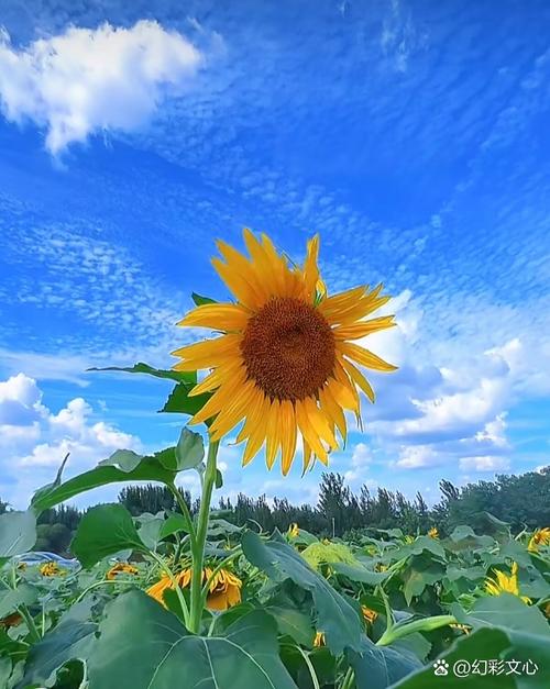 向日葵下载免费,向日葵下载免费安卓